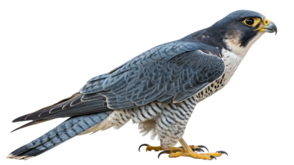 Png Full Body Peregrine Falcon Isolated HD Image