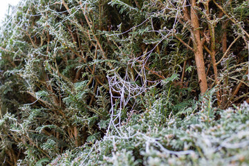 Frosty hedge