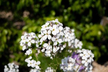 white flowers in the garden
