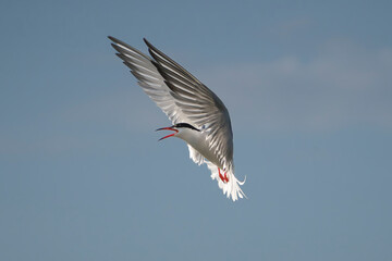 Common Tern - Sterna hirundo in flight with wings fully spread, beak open in mid-call, captured against a clear blue sky in the Danube Delta in Romania. Isolated.