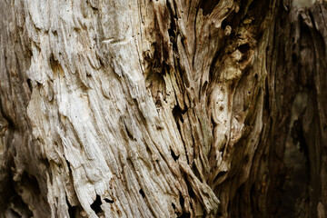 Dry wood line texture of weathered tree trunk, close up.