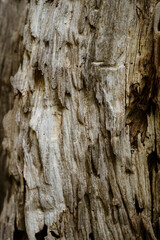 Dry wood line texture of weathered tree trunk, close up. Vertical.