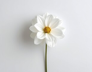 Obraz premium Serene White Dahlia Bloom on White Background