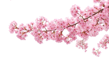 Branch with pink cherry blossoms on black background png, transparent, white background, ai generated, 