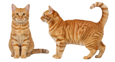 Orange tabby cat sitting and standing on isolated png, transparent, white background, ai generated, 