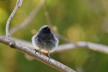 A male black redstart (Phoenicurus ochruros) sits on a branch. Portrait of a black redtail. 