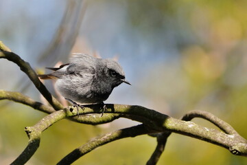 A male black redstart (Phoenicurus ochruros) sits on a branch. Portrait of a black redtail. 