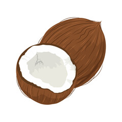 Fresh whole and a half coconut. Hand drawn consisting composition of a whole coconut and a half.