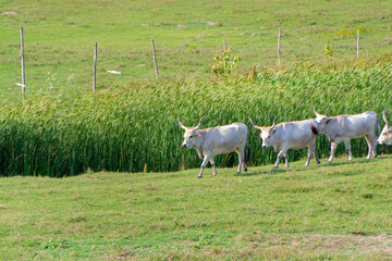 Hungarian Grey Cattle Herd Running on Green Pasture