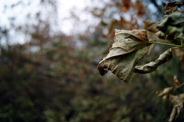 Dried leaf clinging to a branch in a forest during autumn, signaling the change of seasons and the passage of time