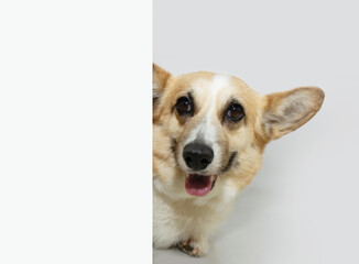 Cute and smiling corgi dog peeking out through a white wall. Isolated on white background