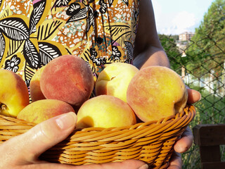 A woman holding peaches in a woven basket, close-up.