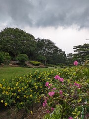 An image of the roadside vegetation, including lush green flowers, plants and trees on the coastal road during a cloudy day in the monsoon month of June in the state of Andhra Pradesh, India.