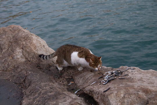 Archaeologists agree that this cat was a domesticated cat, considering that it would be unthinkable for people to set out to find new settlements with a wild cat that was attacking