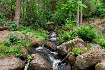 stream in the forest