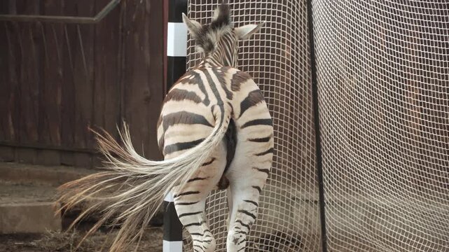 Zebra stands with its back to camera and rhythmically flaps its tail while resting in open enclosure. Zebra striped rear view has hairy tail tip. Unusual angle of wild animal to attract attention.