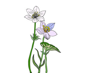 Colorful flower illustration,botanical drawing, nature design,blossom plant with leaves, vibrant artwork, line and color,nature illustration, blooming blossoms, springtime design, digital art,colorful