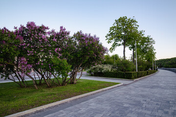 Lilac bushes in the city park on the embankment