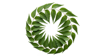 Green leaves arranged in a circular spiral pattern isolated on transparent background