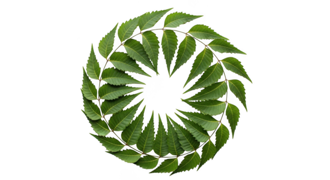 Green leaves arranged in a circular spiral pattern isolated on transparent background