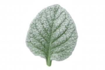 Soft green leaf with fuzzy texture against transparent backdrop, highlighting delicate botanical details for design inspiration