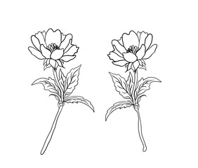 Botanical Flower Line Art Illustration, Hand-Drawn Floral Outline Drawing, Simple Black and White Flower Sketch, Elegant Flower with Bud and Leaves