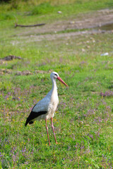 Fototapeta premium White Stork in the nature