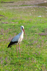White Stork in the nature