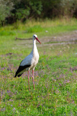 White Stork in the nature