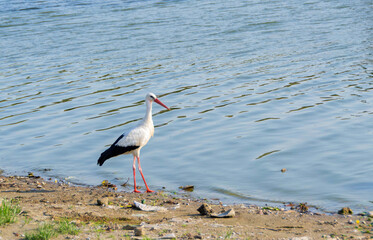 White Stork in the nature
