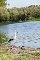 White Stork in the nature