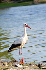 Fototapeta premium White Stork in the nature