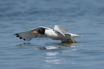 Pallas's gull, great black-headed gull - Ichthyaetus ichthyaetus mid-flight pose, with spanned wings skimming just above the calm, blue waters. Photo from Danube Delta in Romania.
