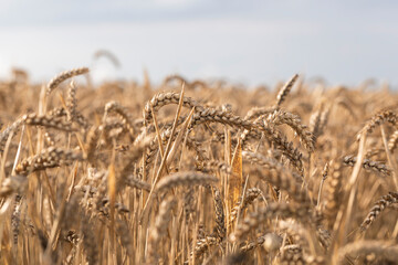 Fototapeta premium Close-up view of a mature wheat field with golden spikes ready for harvest under a clear sky, symbolizing agriculture, organic food production, and the abundance of cereal crops in traditional farming