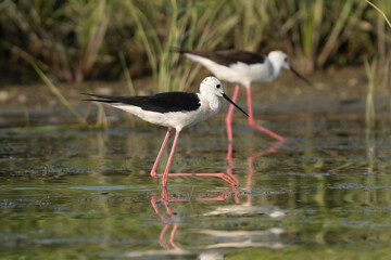 Fototapeta premium Pair of Black-winged Stilts - Himantopus himantopus wading gracefully in the shallow waters of the Danube Delta in Romania.