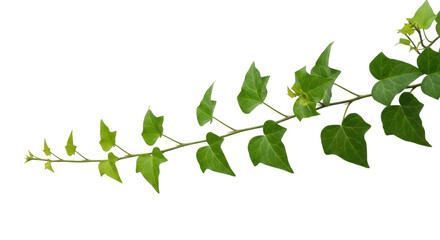 Green ivy vine with leaves isolated on transparent background