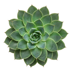 Fototapeta premium Succulent plant top view with soft focused lighting, professional product photography, isolated on transparent background