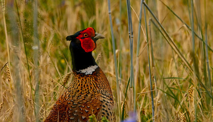 Fasanhahn-Portr&auml;t im Getreidefeld