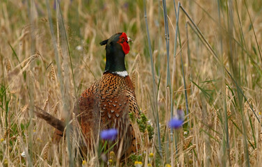 Fasanhahn blickt ins Getredefeld
