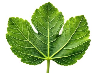 Bright Green Fig Leaf Macro on White Background