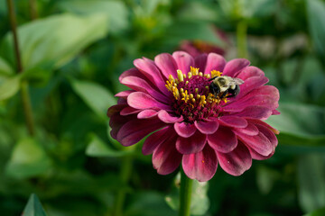 Focus on a queen lime red zinnia flower with a bumblebee on top of it.