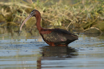 Glossy Ibis - Plegadis falcinellus wading in the Danube Delta Wetlands with green grass in background. Photo from Danube Delta in Romania.