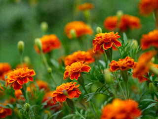 Marigold flowers growing in a field. Close up.