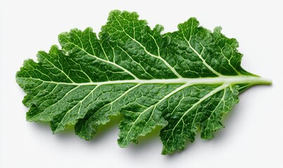 Single, vibrant green leaf with prominent veins, serrated edges, and a light central rib, isolated on white