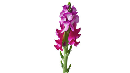Fototapeta premium Single snapdragon bloom isolated on white background