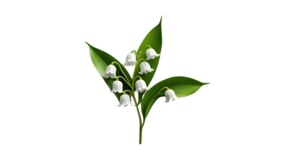 Single lily of the valley isolated on white background