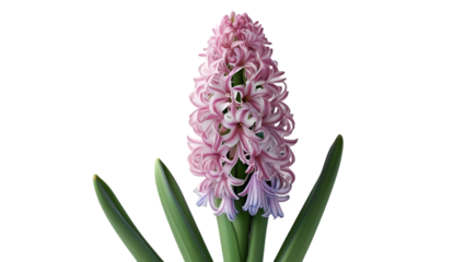 Single hyacinth cluster isolated on white background