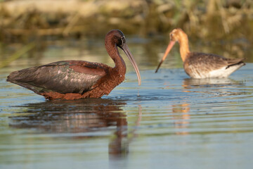 Glossy Ibis - Plegadis falcinellus wading in the Danube Delta Wetlands with Black-tailed Godwit - Limosa limosa and in background. Photo from Danube Delta in Romania.