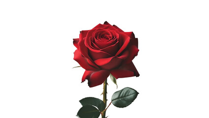 Single calendula flower isolated on white background