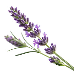 Obraz premium Single lavender flower stem isolated on transparent background